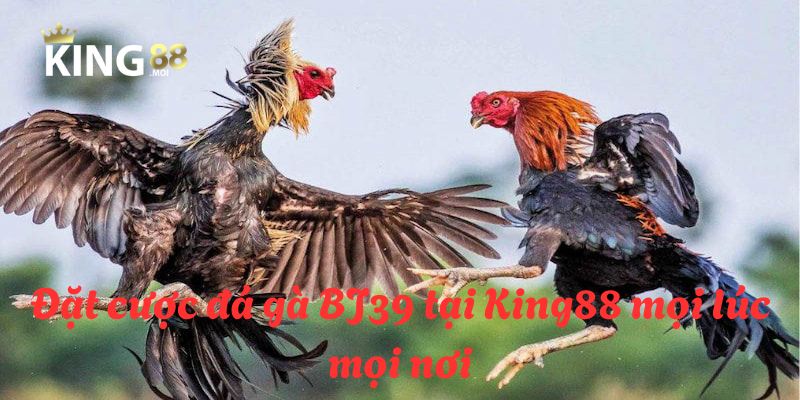 BJ39 đá gà - Sân chơi đá gà hấp dẫn nhất hành tinh năm 2025 3 BJ39 đá gà tại King88 là điểm đến lý tưởng cho các hội viên