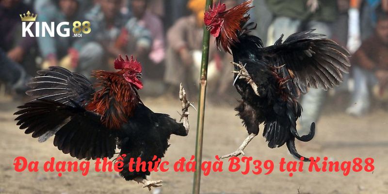 BJ39 đá gà - Sân chơi đá gà hấp dẫn nhất hành tinh năm 2025 4 Đa dạng các thể thức đá gà giúp anh em có nhiều sự lựa chọn đặt cược